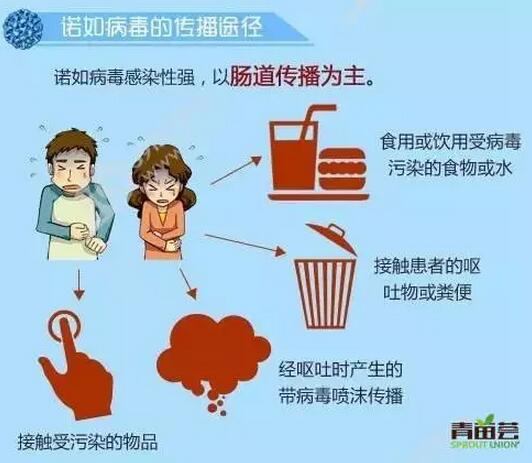 诺如2.jpg